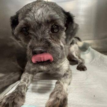 Elsa -  Shih Tzu and Lhasa Apso Dog for Adoption in Tulsa, Oklahoma - Elsa | PetCurious