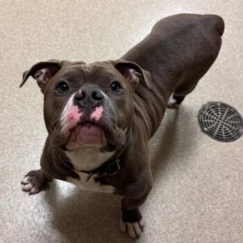 Cole - Foster Me To Adopt Me! -  Pit Bull Terrier Dog for Adoption in Bristol, Indiana - Cole - Foster Me To Adopt Me! | PetCurious