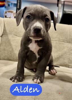 Pit Bull Terrier Dogs Available for Adoption - Alden | PetCurious