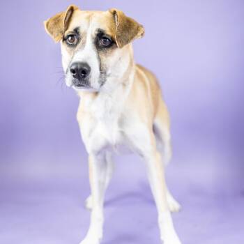 Apple -  Mixed Breed Dog for Adoption in Portland, Oregon - Apple | PetCurious