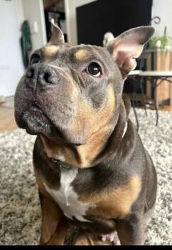 Asia -  Bulldog Dog for Adoption in Toronto, Ontario - Asia | PetCurious