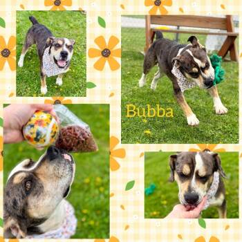 American Bulldog and Mixed Breed Dogs Available for Adoption in Rensselaer, Indiana - Bub | PetCurious