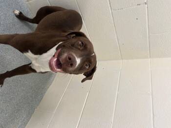 Mixed Breed Dogs Available for Adoption in St. Joseph, Michigan - Bunny | PetCurious
