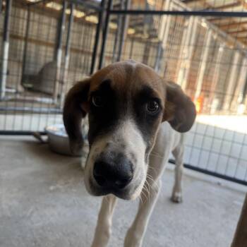 Basher -  Hound Dog for Adoption in Birmingham, Alabama - Basher | PetCurious