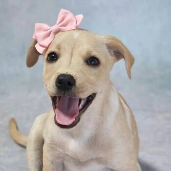 FAJITA (out of town) -  Labrador Retriever Dog for Adoption in New York, New York - FAJITA (out Of Town) | PetCurious