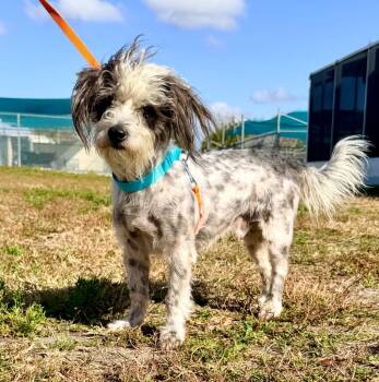 Poodle and Shih Tzu Dogs Available for Adoption - Nosh | PetCurious