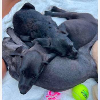 Bogo -  Irish Wolfhound and Pit Bull Terrier Dog for Adoption in Brainerd, Minnesota - Bogo | PetCurious