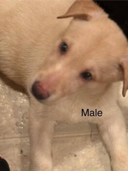 Zero -  Husky and Labrador Retriever Dog for Adoption in Evansville, Indiana - Zero | PetCurious