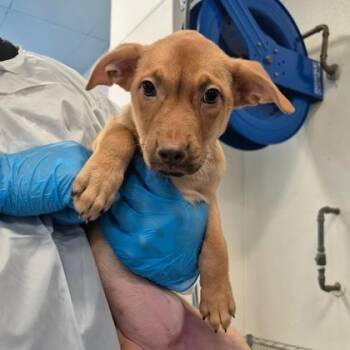 Jessica -  Vizsla and German Pinscher Dog for Adoption in Morton Grove, Illinois - Jessica | PetCurious