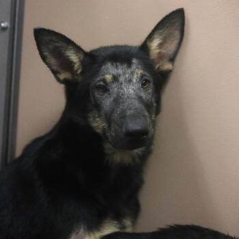 German Shepherd Dog Dogs Available for Adoption in San Antonio, Texas - RUBY | PetCurious