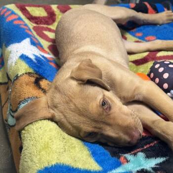 Timber -  Mixed Breed Dog for Adoption in Clavet, Saskatchewan - Timber | PetCurious