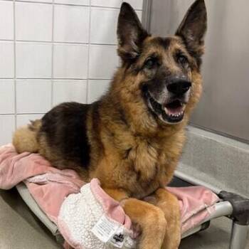 Toby T -  German Shepherd Dog Dog for Adoption in San Juan Bautista, California - Toby T | PetCurious