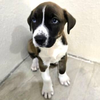 Siberian Husky Dogs Available for Adoption - Snicker | PetCurious