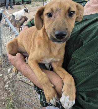 Rescue Labrador Retriever Dogs for Adoption in San Antonio, Texas - MAMMOTH | PetCurious