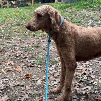 Marge -  Standard Poodle Dog for Adoption in West Chester, Pennsylvania - Marge | PetCurious