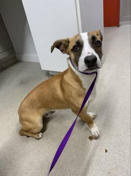 BEETHOVEN -  Basset Hound and Mixed Breed Dog for Adoption in Fairbanks, Alaska - BEETHOVEN | PetCurious
