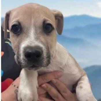 Chubby -  Shar Pei and Mixed Breed Dog for Adoption in Fort Collins, Colorado - Chubby | PetCurious
