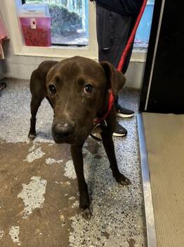Draco -  Pit Bull Terrier Dog for Adoption in Mobile, Alabama - Draco | PetCurious