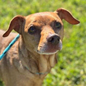 Rescue Jack Russell Terrier Dogs for Adoption in Goleta, California - Pancho | PetCurious