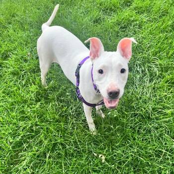 Doralee -  Pit Bull Terrier and Mixed Breed Dog for Adoption in Chicago, Illinois - Doralee | PetCurious
