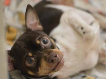 Rolo -  Chihuahua Dog for Adoption in Portland, Oregon - Rolo | PetCurious