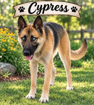 Cypress -  German Shepherd Dog and Husky Dog for Adoption in Darien, Georgia - Cypress | PetCurious