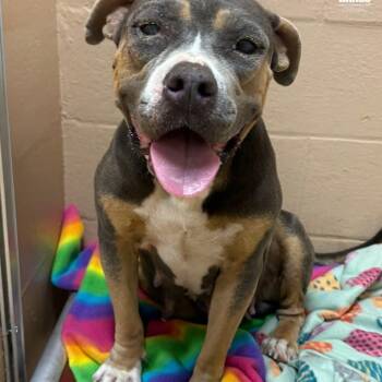 Staffordshire Bull Terrier Dogs Available for Adoption in Plainfield, Connecticut - Stevie | PetCurious