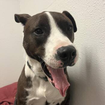 Monkey -  American Staffordshire Terrier and Mixed Breed Dog for Adoption in Taos, New Mexico - Monkey | PetCurious