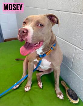 Mosey -  Mixed Breed Dog for Adoption in Flint, Michigan - Mosey | PetCurious
