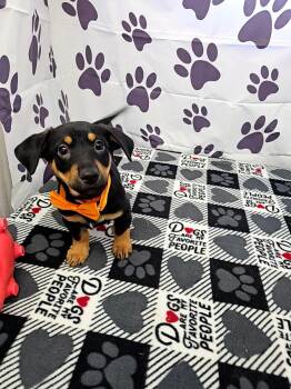 Jack Russell Terrier and Chihuahua Dogs Available for Adoption - Magic | PetCurious