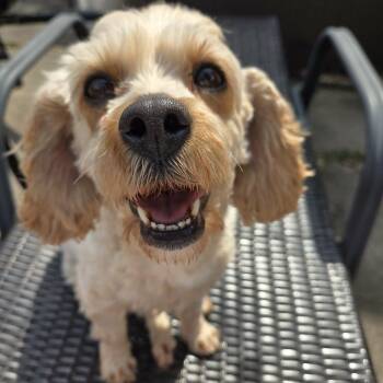 Cavapoo Dogs Available for Adoption in Hilton, New York - Billie | PetCurious
