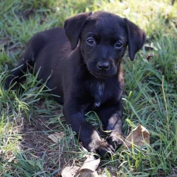 Huckleberry Finn Pup - Amy -  Labrador Retriever Dog for Adoption in San Diego, California - Huckleberry Finn Pup - Amy | PetCurious