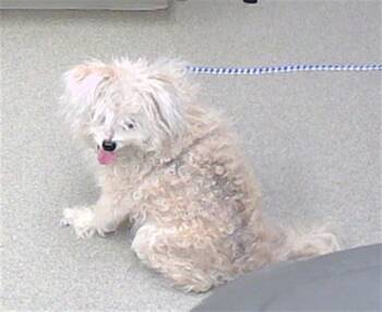 Rescue Pomeranian Dogs for Adoption in Omaha, Nebraska - APOLLO | PetCurious