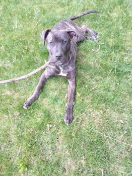 Terrier and Mixed Breed Dogs Available for Adoption in Saint James, Minnesota - Smoke | PetCurious