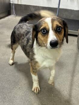 THEO -  Beagle and Australian Cattle Dog Blue Heeler Dog for Adoption - THEO | PetCurious