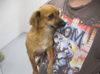 BRIENNA -  Chihuahua and Mixed Breed Dog for Adoption in Ocala, Florida - BRIENNA | PetCurious