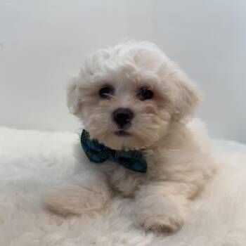 Havanese and Bichon Frise Dogs Available for Adoption in Wrightstown, New Jersey - Coconut | PetCurious