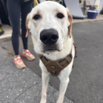 Monkey -  Yellow Labrador Retriever Dog for Adoption in Ellicott City, Maryland - Monkey | PetCurious