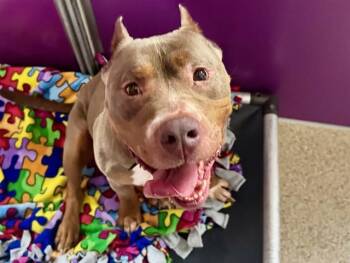 FERGUS -  Pit Bull Terrier Dog for Adoption in Ames, Iowa - FERGUS | PetCurious