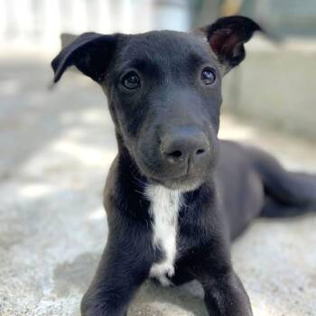 Poppy -  Mixed Breed Dog for Adoption in Vaughan, Ontario - Poppy | PetCurious