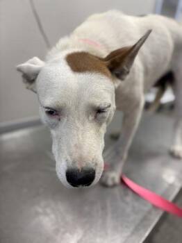 Paisley -  Cattle Dog and Terrier Dog for Adoption in Fresno, California - Paisley | PetCurious