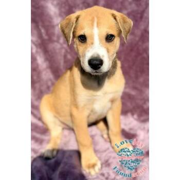 Labrador Retriever and Hound Dogs Available for Adoption in Inglewood, California - Mandoo Litter-Morrison | PetCurious