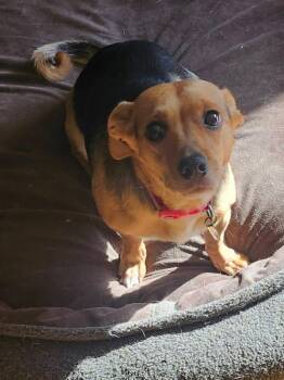 Isabella -  Terrier and Chihuahua Dog for Adoption in Elk Grove, California - Isabella | PetCurious