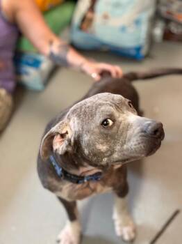 Melly -  Mixed Breed Dog for Adoption in Crandon, Wisconsin - Melly | PetCurious