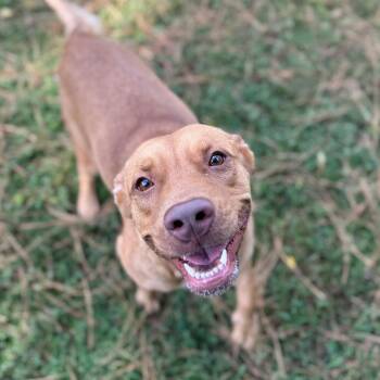 Rescue Mixed Breed Dogs for Adoption - Karen | PetCurious