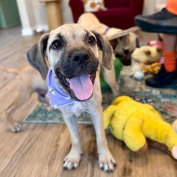 Liza Minnelli Star of the Show -  Black Mouth Cur and Pit Bull Terrier Dog for Adoption in Friendswood, Texas - Liza Minnelli Star Of The Show | PetCurious