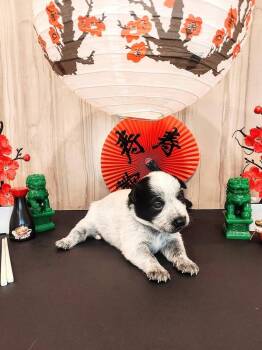 Chinese Takeout Litter - Lo Mein -  Australian Cattle Dog Blue Heeler Dog for Adoption in Columbus, Ohio - Chinese Takeout Litter - Lo Mein | PetCurious