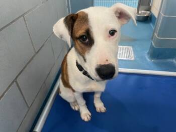 Rescue Mixed Breed Dogs for Adoption in Dallas, Texas - PEGGY | PetCurious