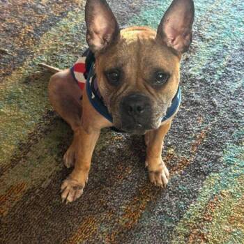 Miracle -  French Bulldog and American Staffordshire Terrier Dog for Adoption in Fort Lauderdale, Florida - Miracle | PetCurious