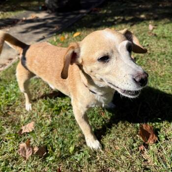 Rescue Chihuahua Dogs for Adoption in Latrobe, Pennsylvania - Bo | PetCurious